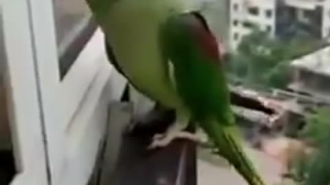 The amazing parrot calls his friend from the balcony.