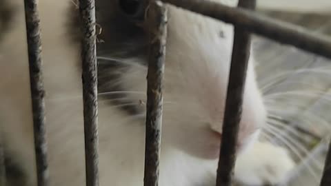 Cute Animal Rabbits as Pets Video