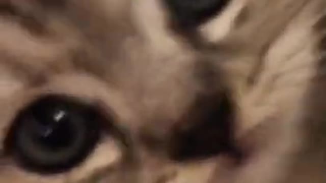 Cute Kitty Cat. Funny Cat videos