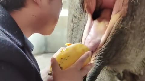 The breeder feeds the elephants delicious fruits