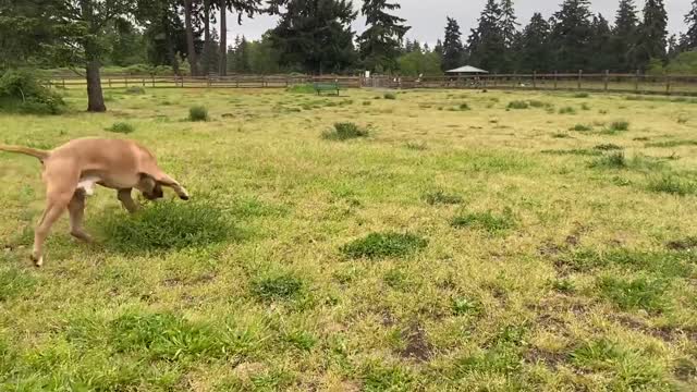 German Shepherd Attacks Pitbull [OFF LEASH DOG PARK] Part 1