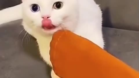 Best FUNNY Cat Лучшие СМЕШНЫЕ видео с кошками 2022 — Подборка видео с кошками