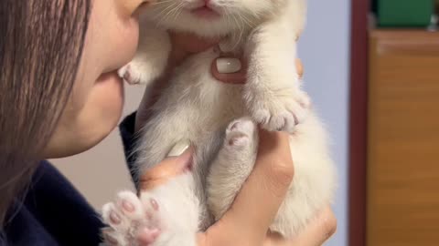 Cat funny action