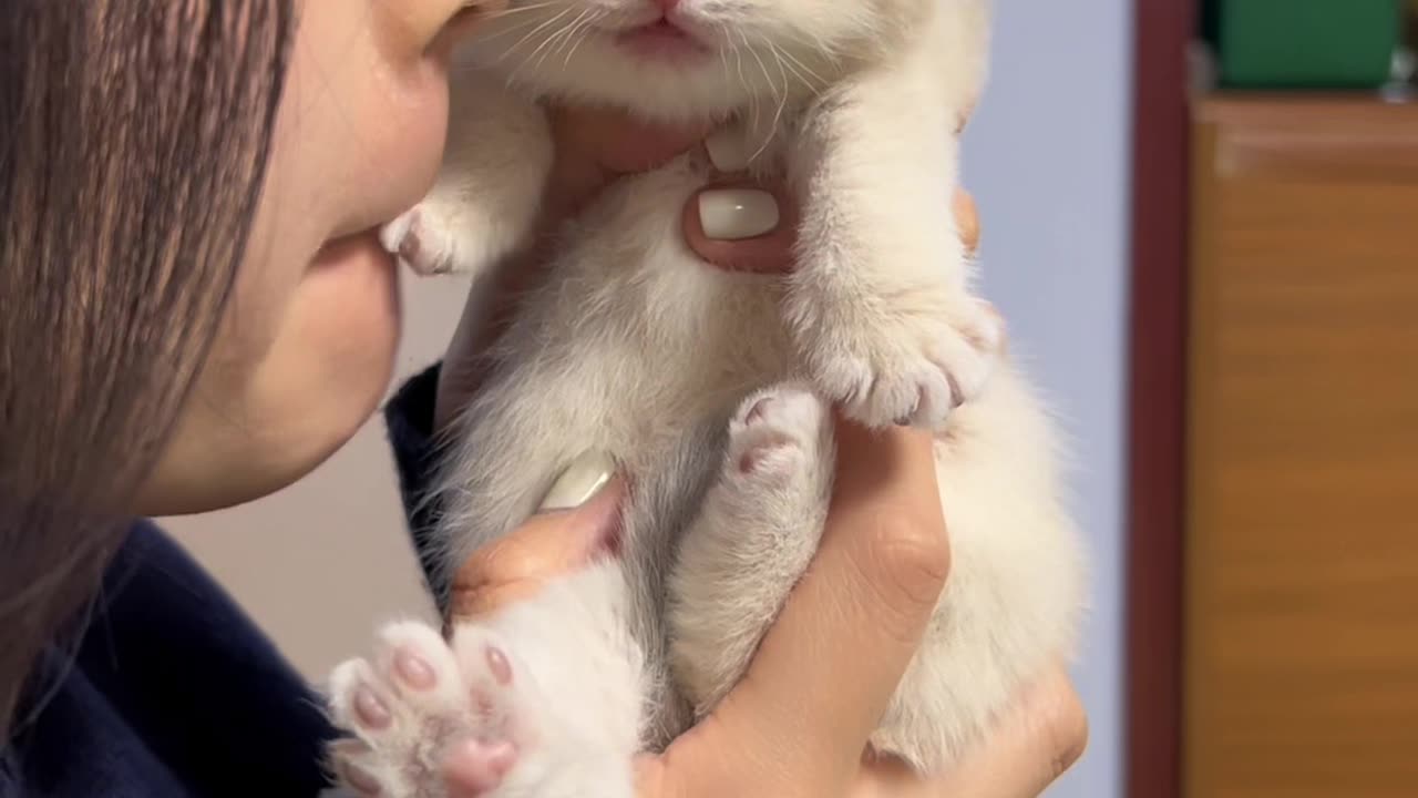 Cat funny action