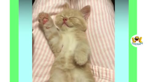 Cute Kitten funny videos .....so funny !!!!!