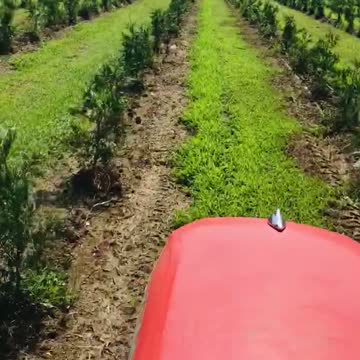 Getting into the thick of it at Highland Hill Farm our green giants and other trees