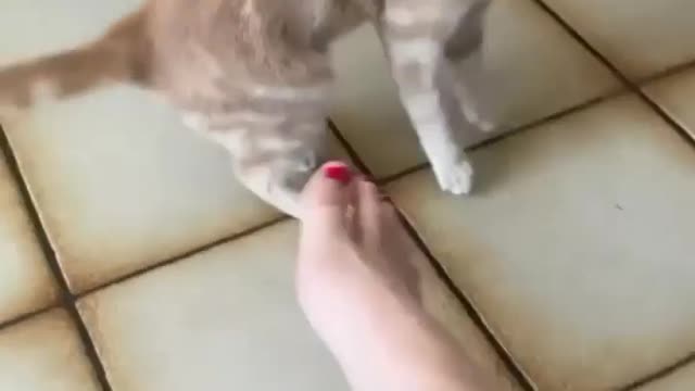 Dog reaction to cat biting my foot