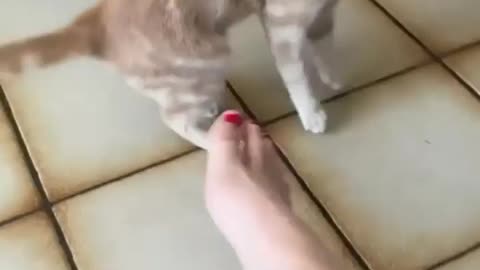 Dog reaction to cat biting my foot