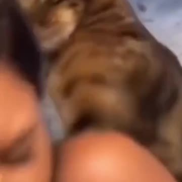 🤣🤣🤣Kitty Sees Neighbor Cat 🤣🤣🤣