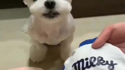 Dog lover ❤️