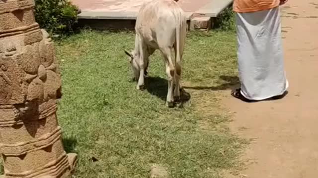 Cute Child cow with good scenery