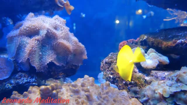 Beautiful Aquarium Video Coral Reef Fish Relaxing 4K [ULTRA HD]