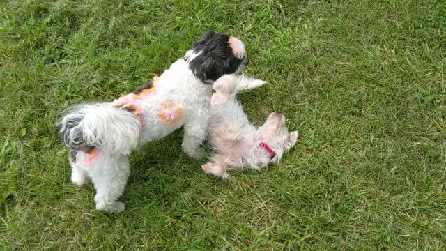 Happy dogs Rolling in grass starring Noodle and Buttons