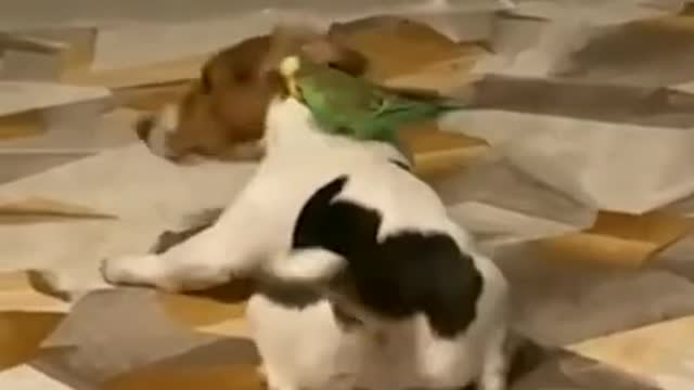 Hi Good Morning 🌞 _ funny cute cats and dogs 😍