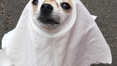 Howloween Ghost