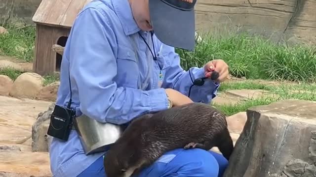 The otter