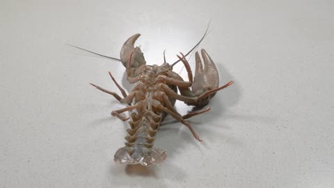 Big alive crayfish on a white background