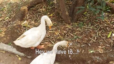 Why're you yelling at the same time! Ducks being ducks