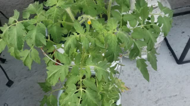 Tomatoes,turtles, and great weather