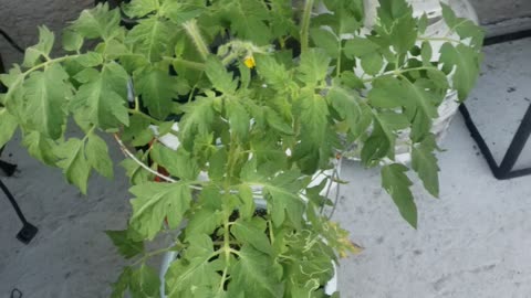 Tomatoes,turtles, and great weather