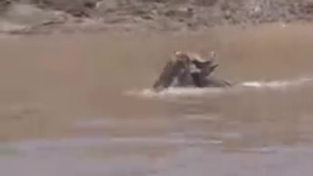 Crocodile Catches Wildebeest