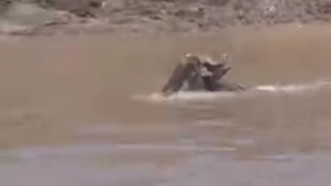 Crocodile Catches Wildebeest