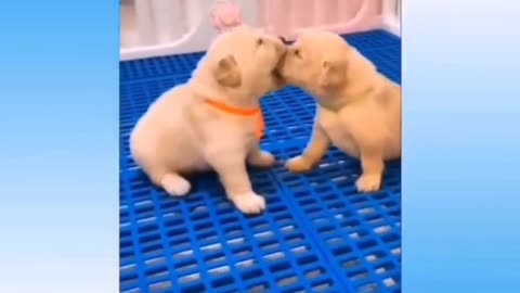 Baby Cats - Cute and Funny Cat Videos Compilation.