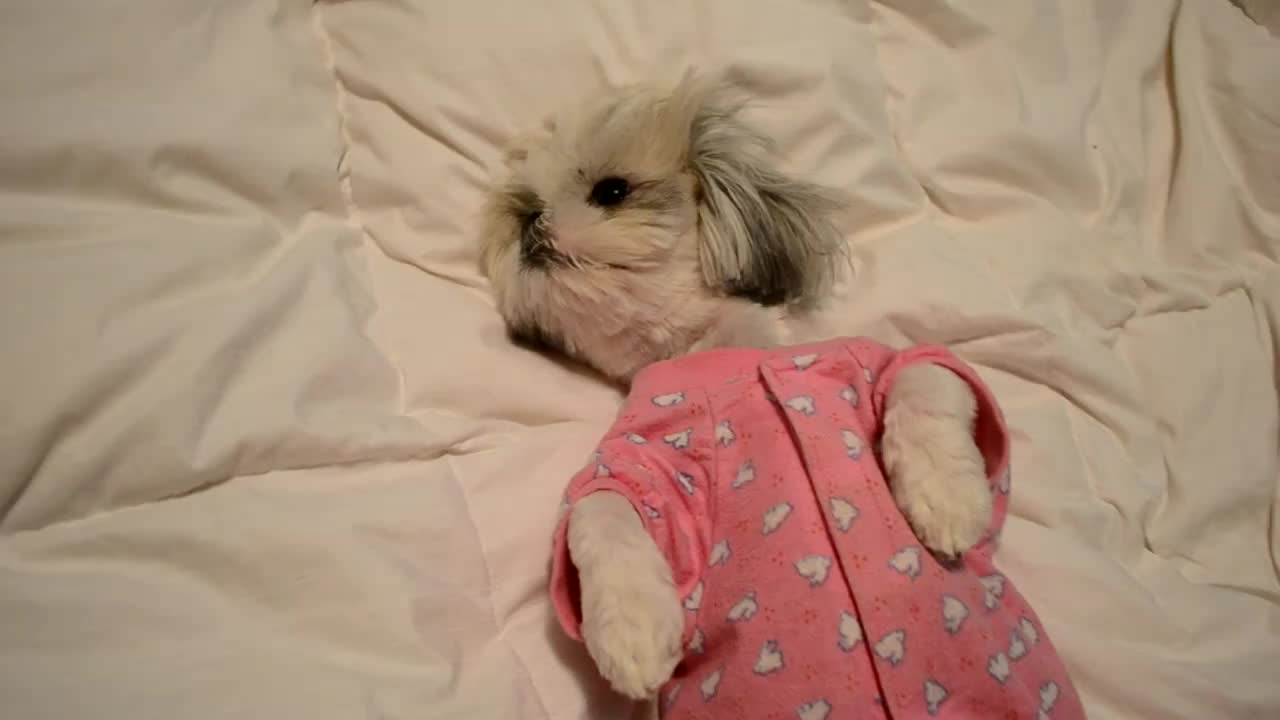 This dog going to bed in pajamas is winning at life!