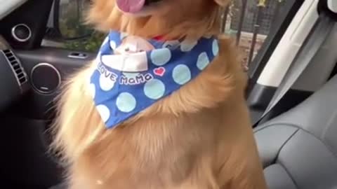 Funny dogs of tiktok compilations