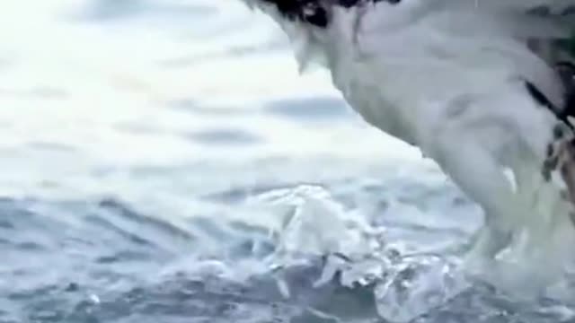 The wonderful moment when the osprey catches the fish