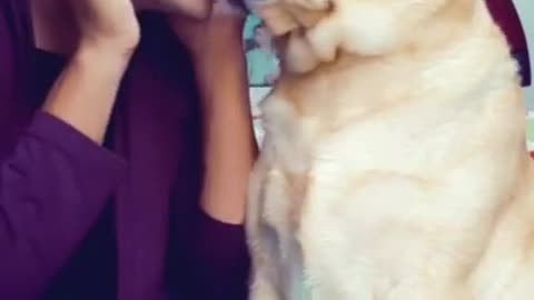 Dog emotional moment with man