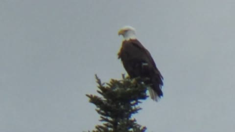 American Bald Eagle