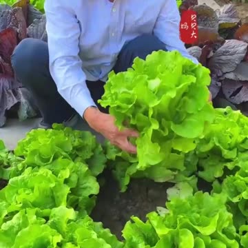 Houses Gardening in China #housegarden #gardeninhouse #vegitablesgarden