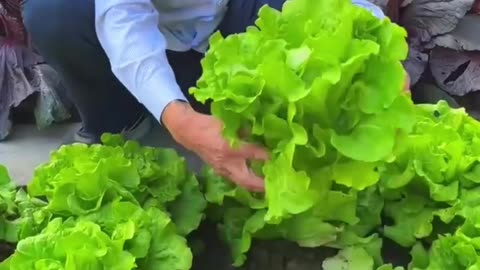 Houses Gardening in China #housegarden #gardeninhouse #vegitablesgarden