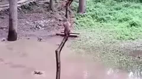 Funny Monkeys dive!