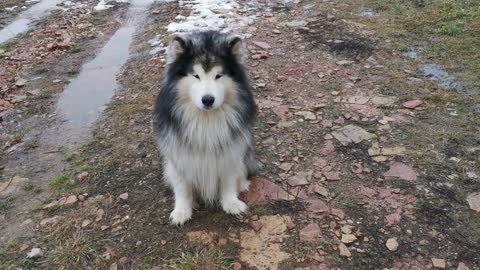 A Siberian husky learning to plays with a ball