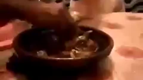 خروف مغربي ياكل الطاجين المغربي