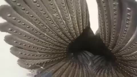 where did the peacock go #animal # pets #funny pets #peacock #viral