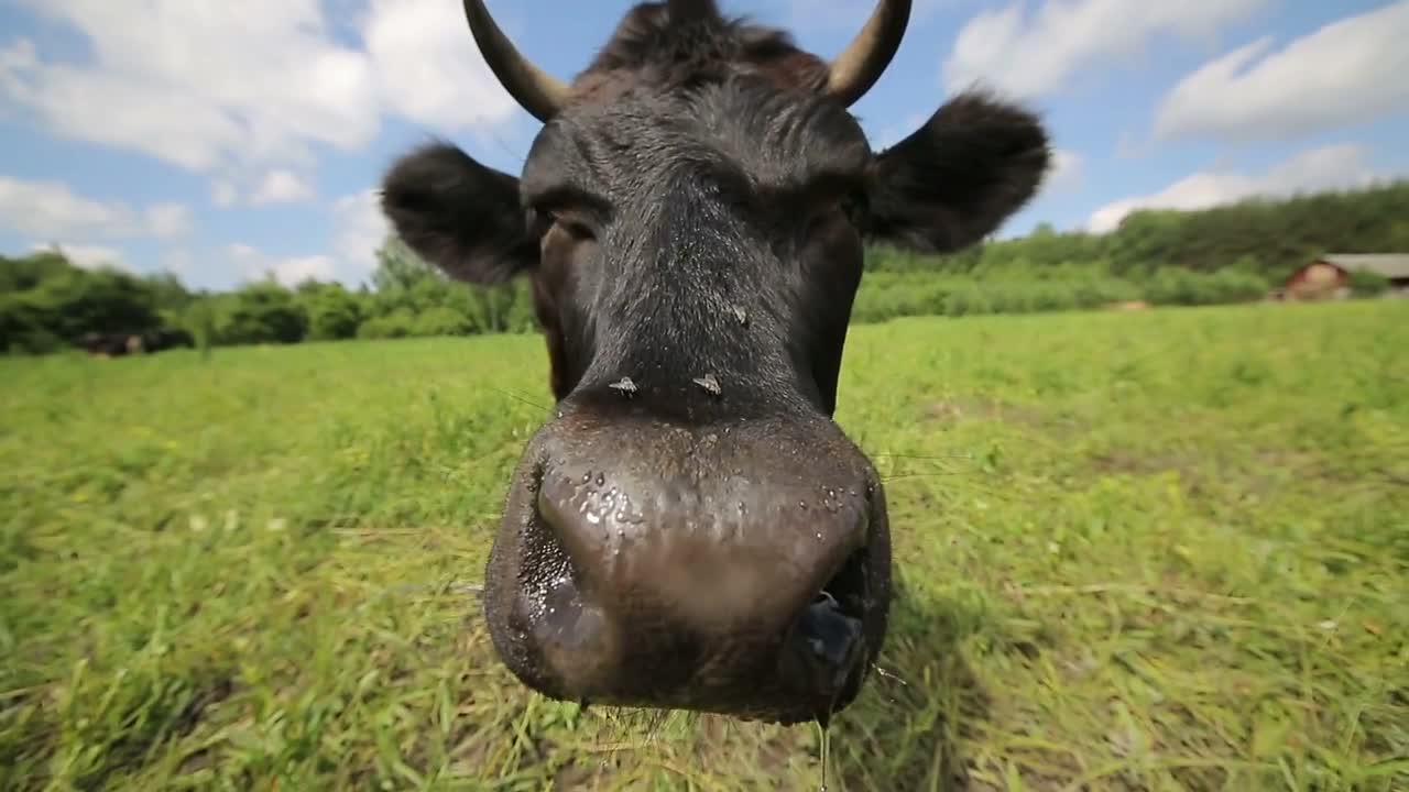 Qurious Cow in the Meadow