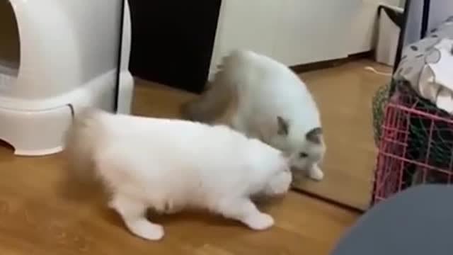 FUNNY AND CUTE ANIMALS 🐈😼🐱🐕