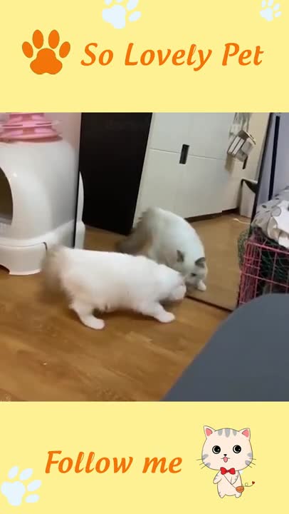 FUNNY AND CUTE ANIMALS 🐈😼🐱🐕