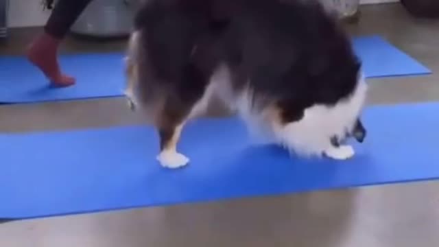 can you try this yoga style for your dog