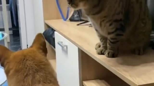 Funny animals