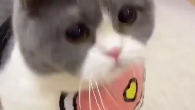 OMG! Amazing Cat Funny Videos! Boka boka #shortsfeed 😻😻