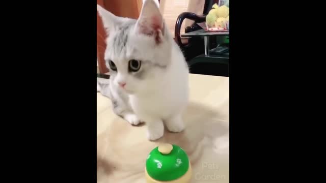 funny animals video 2022