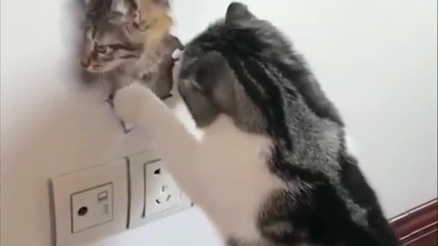 Cute cat