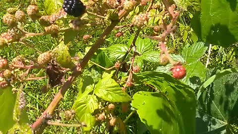 Blackberries