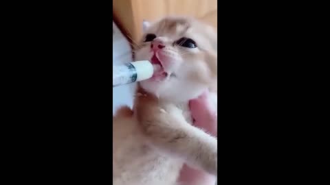 Funny_animal_videos___Funny_cats_dogs_-__Funny_animals___-Part82_Haypyy_Pett(720p)