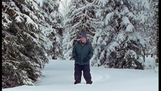 Siberian Tigers: The World's Most Powerful Predator | Life of Mammals | BBC Earth