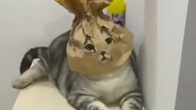 When Kitty transformer to Theft